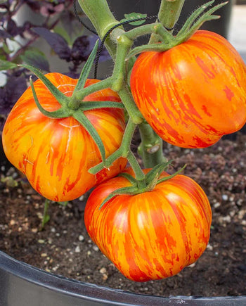 TM846 Tomatoes Get Stuffed